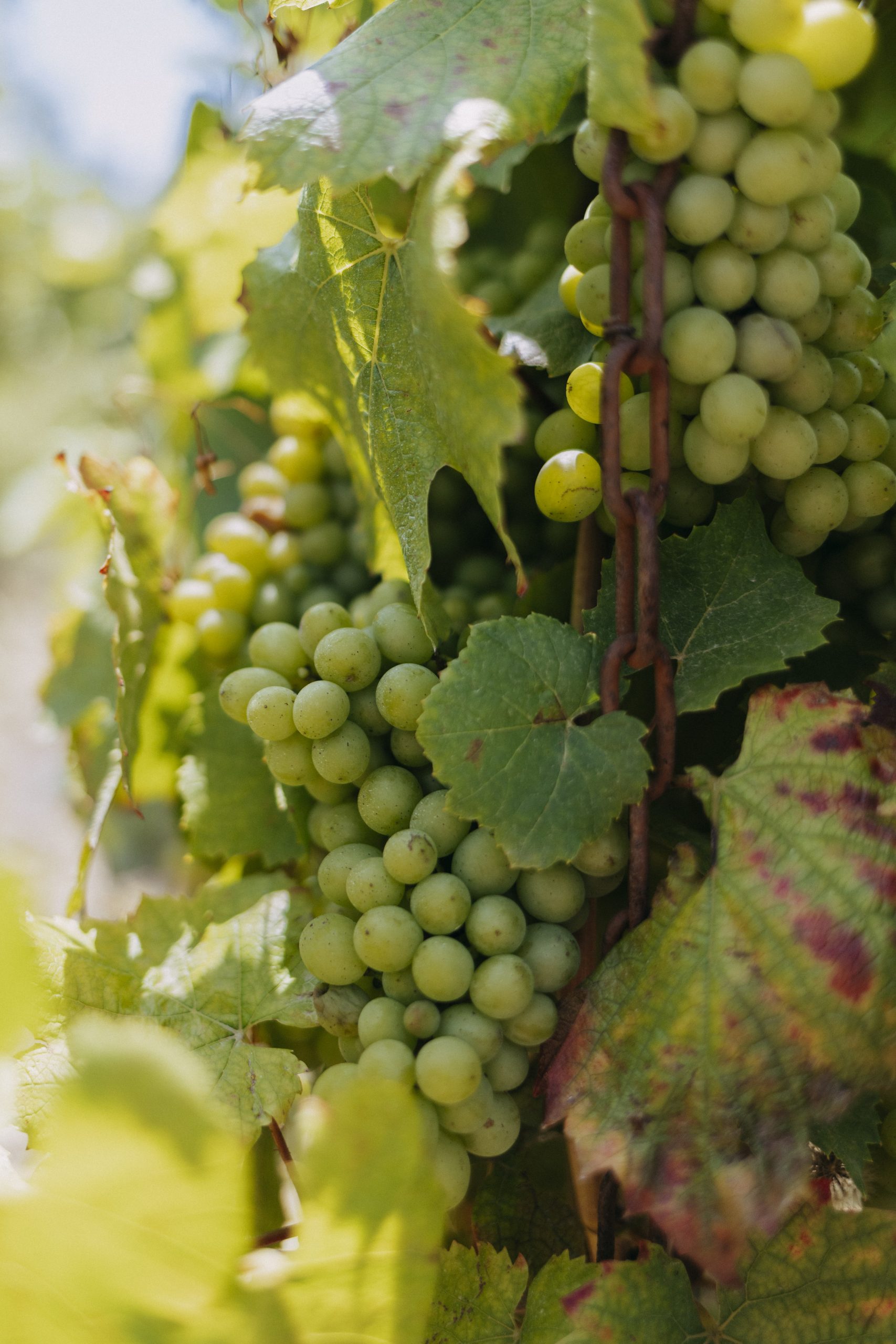 Visuel wine