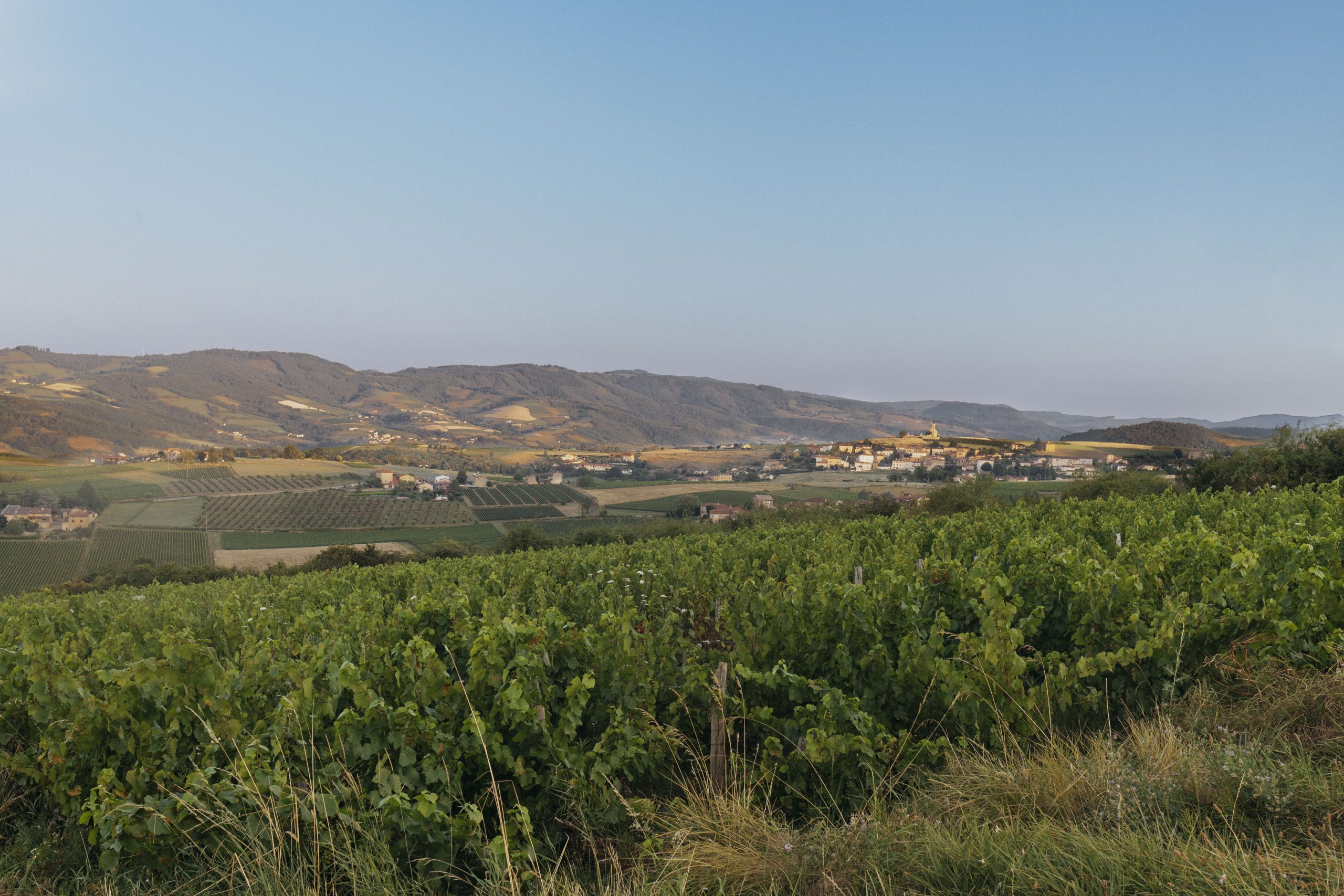Visuel wine